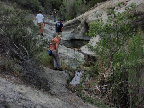 Group searching for reptiles and amphibians in upper old Topanga Creek, California