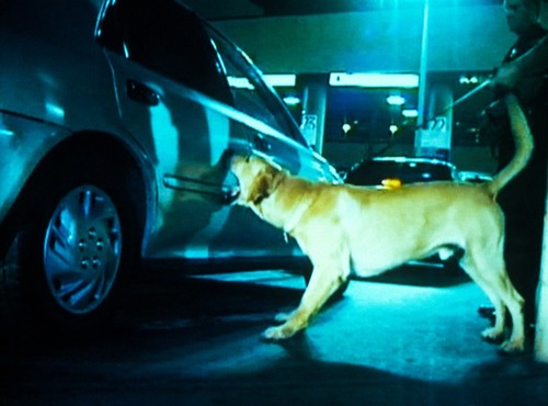 MAMA: film still with border patrol dog