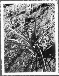 Pineapple, Tanzania, ca. 1927-1938