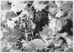 Grapes in an unidentified vineyard, about 1989