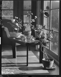 [Plants. Unidentified interior.] [negative]