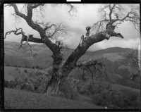Tree - Oak. [negative]