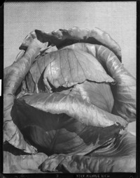 [Cabbage.] [negative]