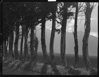 Trees and Hill. [negative]