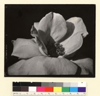 [Flower.] [photographic print]