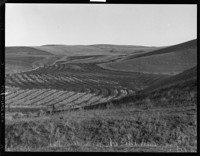 Landscape - Agricultural. [Unidentified location.] [negative]