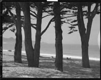 Trees and Hill. [negative]