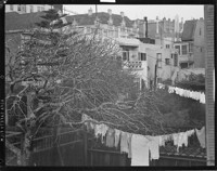 Laundry on line. Tree and residence skyline. [San Francisco?] [negative]