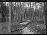 [Path among trees.] [negative]