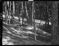 Tree and Hill. [negative]