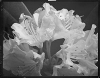 [Flowers.] [negative]