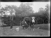 [Men milking cow.] [negative]