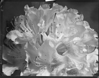 [Flowers.] [negative]