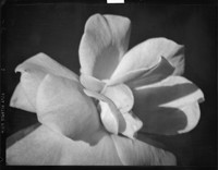 [Flower.] [negative]