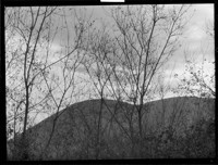 Trees - Bare Trees and Hill. [negative]
