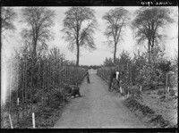 Juni 1910. [Workers in field.] [negative]