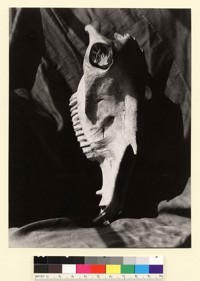 [Skull.] [photographic print]