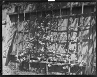 Trees - Pear in Blossom, Espaliered. [negative]