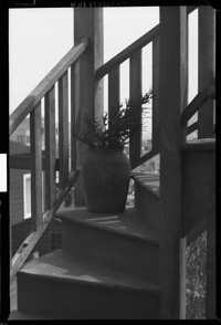 [Potted plant on stairway.] [negative]
