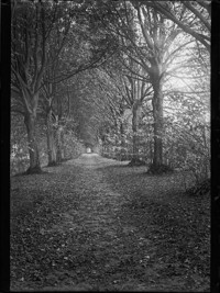 [Tree-lined country lane.] [negative]