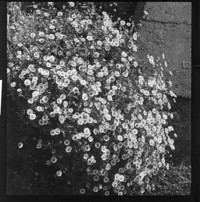 [Flower.] [negative]