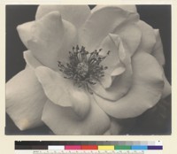 Rose. [Pasadena.] [photographic print]