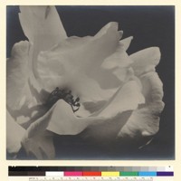 [Flower.] [photographic print]