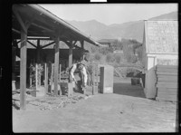 [Man crating plants?] [negative]