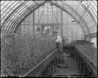 [Man in greenhouse.] [negative]
