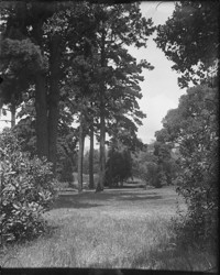 [Clearing in countryside.] [negative]