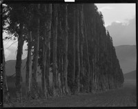 Trees and Hill. [negative]