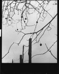[Tree branches.] [negative]