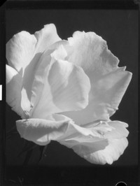 [Flower.] [negative]