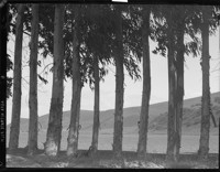 Trees and Hill. [negative]