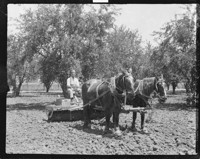 [Man on horse-drawn contraption in field. Johan Hagemeyer?] [negative]