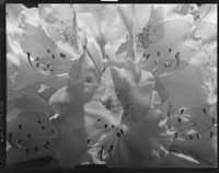 [Flowers.] [negative]
