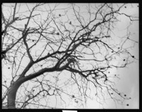 [Tree branches.] [negative]