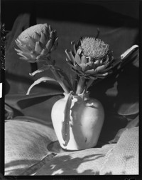 [Flower.] [negative]