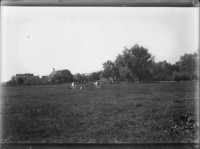 [Cows in field.] [negative]