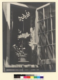 Rex begonia in window of Carmel house. [photographic print]