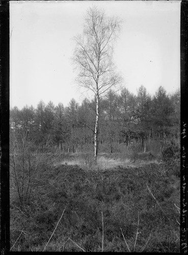 Bert mit Larixen. Laren. [1908?] [negative]