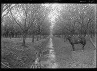 Mei 1910. [Horse at canal in orchard.] [negative]