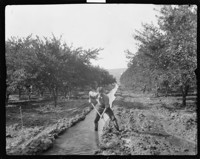 [Man digging in irrigation canal. Johan Hagemeyer?] [negative]