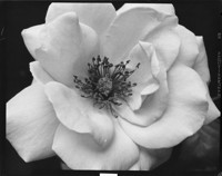 [Rose. Pasadena.] [negative]