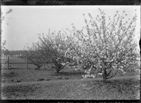 [Orchard.] [negative]