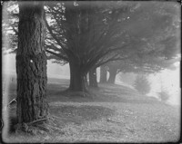 [Trees in countryside.] [negative]