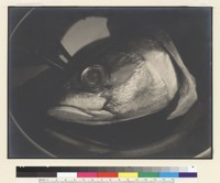 Head of mackerel on a black bowl. [photographic print]