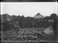 [Workers in field.] [negative]