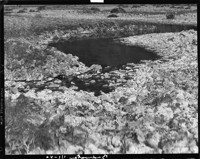Death Valley. Bad Water. [negative]