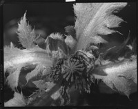 [Unidentified plant.] [negative]